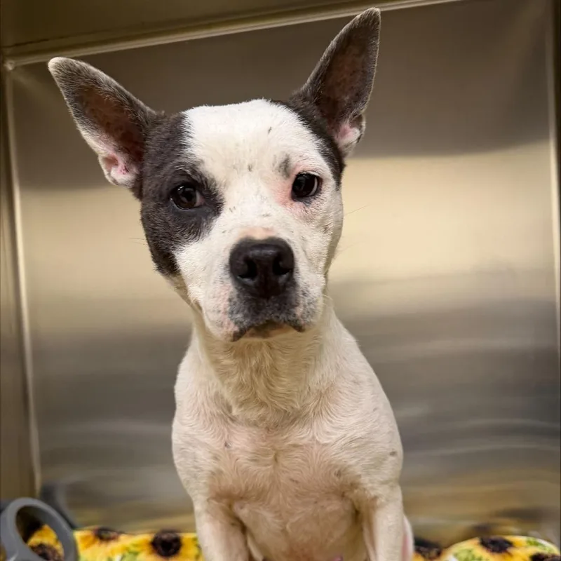 An adult medium-sized female White / Cream Mixed Breed dog named Polly Pocket for adoption in Winston-Salem, NC