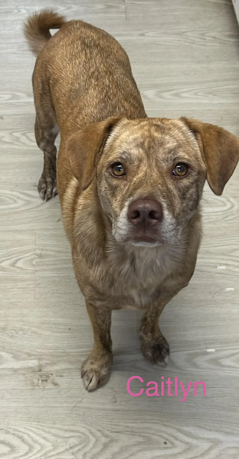 An adult medium-sized female Mixed Breed dog named Caitlyn for adoption in Texarkana, TX