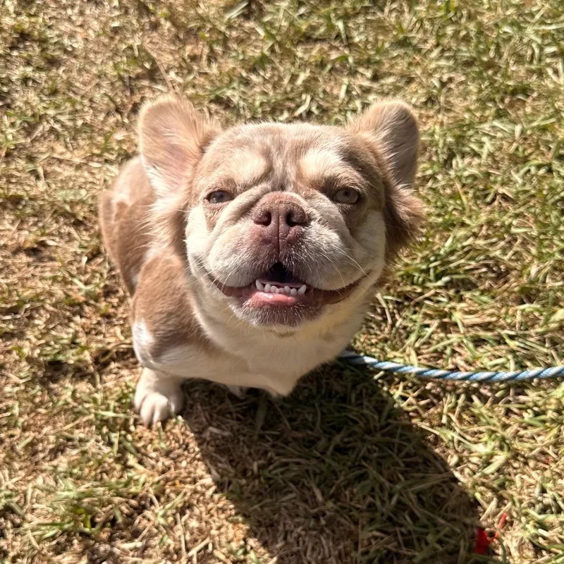 A young small-sized female Gray / Blue / Silver French Bulldog dog named Bella for adoption in LOXAHATCHEE, FL