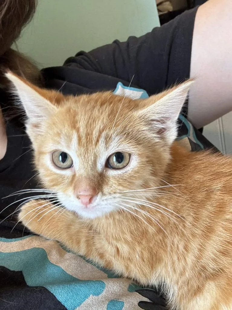 A baby medium-sized female Domestic Short Hair cat named Patti McGee for adoption in Athens, OH