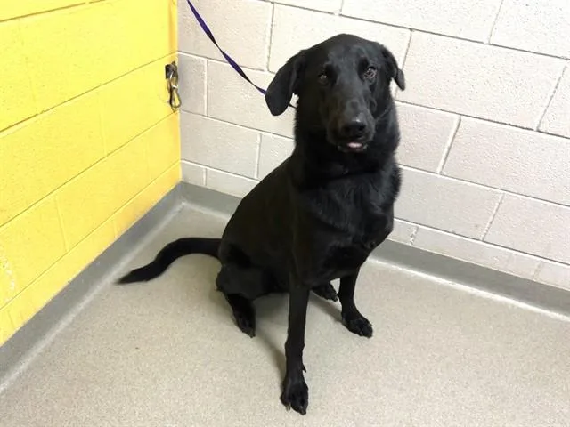 An adult large-sized male German Shepherd Dog dog named Miller for adoption in Colorado Springs, CO