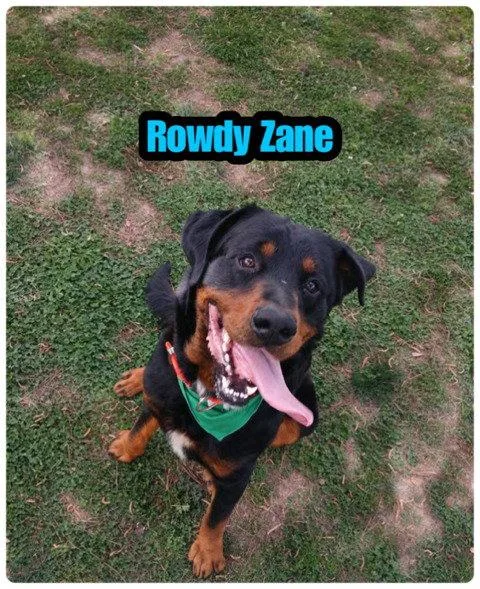 An adult extra large-sized male Rottweiler dog named Rowdy Zane for adoption in Alpharetta, GA
