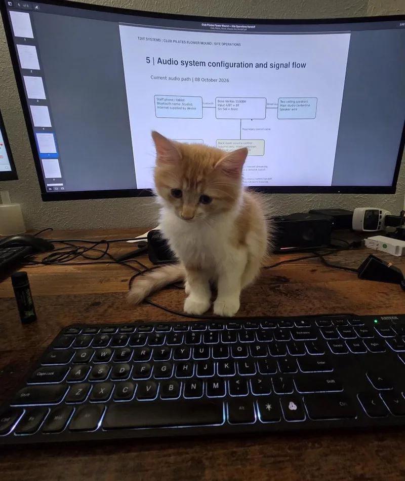 A baby small-sized female Domestic Long Hair cat named All Shook Up for adoption in Dallas, TX