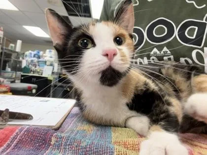 An adult medium-sized female Domestic Short Hair cat named Tara for adoption in Lowell, MA