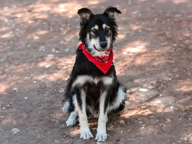 An adult large-sized male Black Border Collie dog named Pepe A for adoption in San Andreas, CA