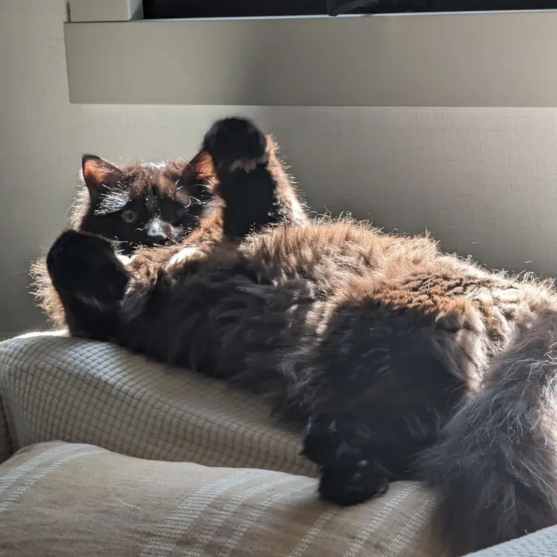 An adult large-sized male Black Domestic Long Hair cat named Mister for adoption in Murray, UT