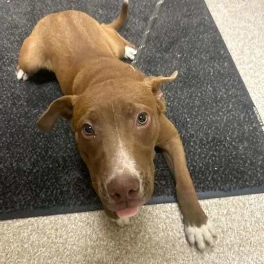 An adult medium-sized male Red / Chestnut / Orange Pit Bull Terrier dog named Milo for adoption in Lewisburg, WV
