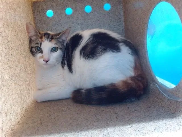 A young medium-sized female Domestic Medium Hair cat named Misty for adoption in Gardena, CA