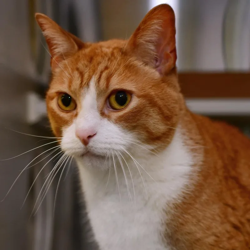 An adult large-sized male Orange / Red Domestic Short Hair cat named Solomon for adoption in Manhattan, KS