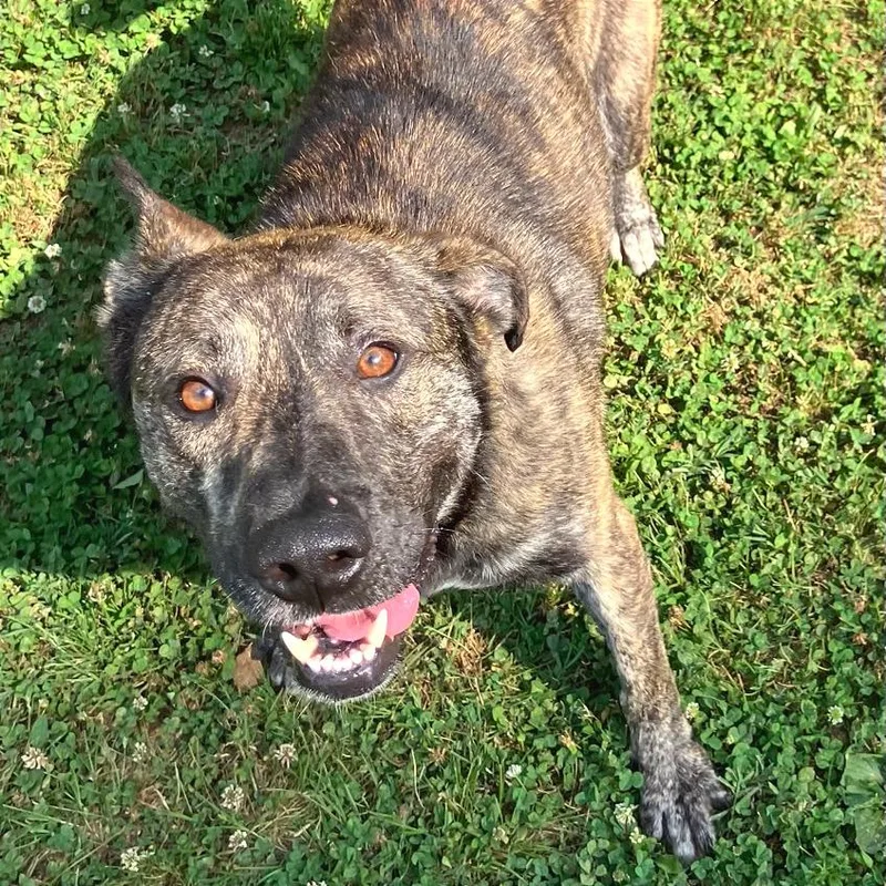An adult medium-sized male Brindle Mixed Breed dog named Linus for adoption in Chattanooga, TN