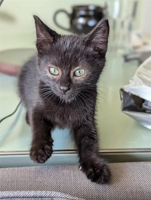 A baby medium-sized female Domestic Short Hair cat named Smidgen for adoption in Kent, WA