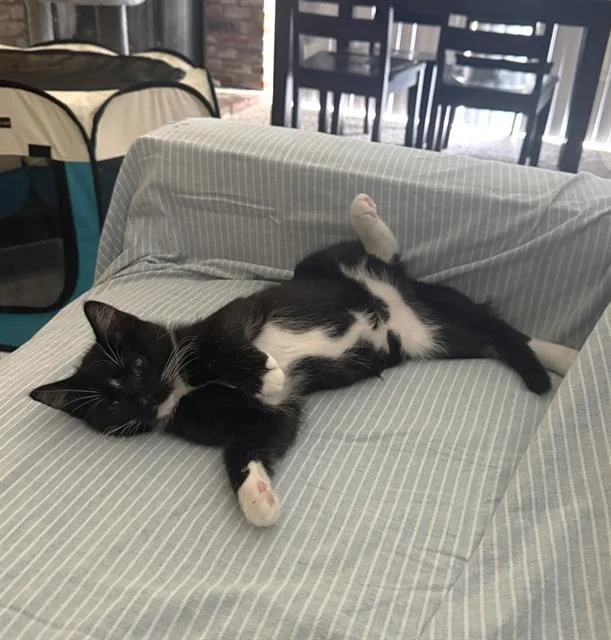 A baby small-sized male Domestic Short Hair cat named Arthur for adoption in Sacramento, CA