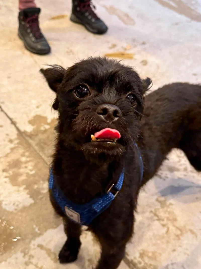 A young small-sized male Black Affenpinscher dog named Fergus for adoption in Phoenix, AZ