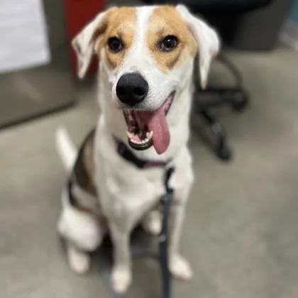 A young medium-sized female Mixed Breed dog named Izzy for adoption in Janesville, WI