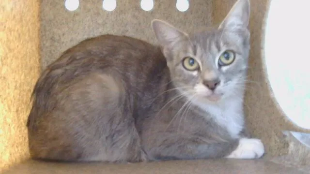 A young small-sized female Domestic Short Hair cat named Polly for adoption in Gardena, CA