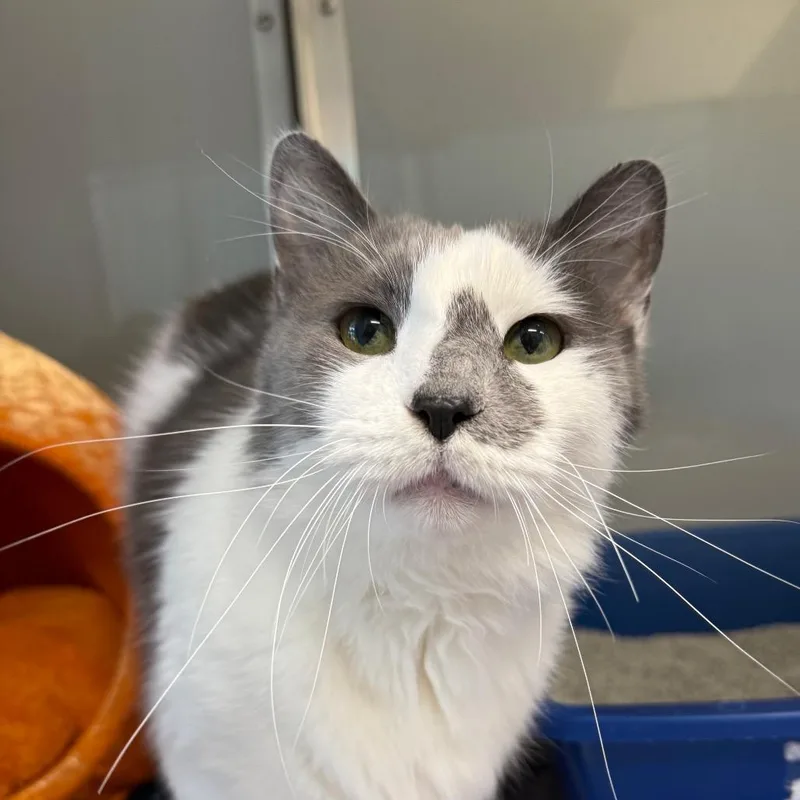 Snowball