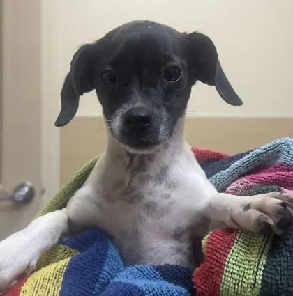 A baby small-sized female Mixed Breed dog named Peach for adoption in Honolulu, HI