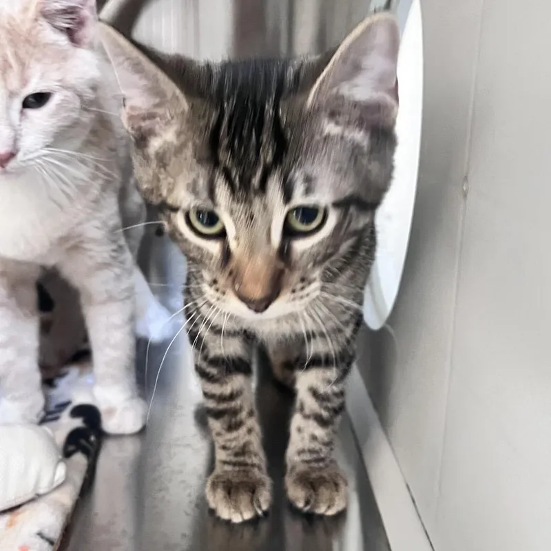 A baby small-sized male Brown / Chocolate Domestic Short Hair cat named B Mr. X Roswell for adoption in Denver, CO