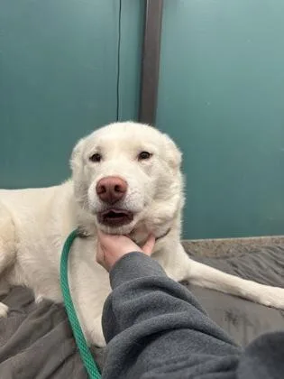 An adult medium-sized female Siberian Husky dog named Bella for adoption in Fishers, IN