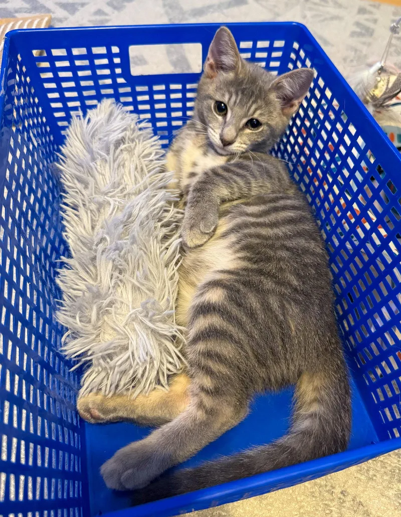 A baby medium-sized male Domestic Short Hair cat named Caleb for adoption in Lighthouse Point, FL