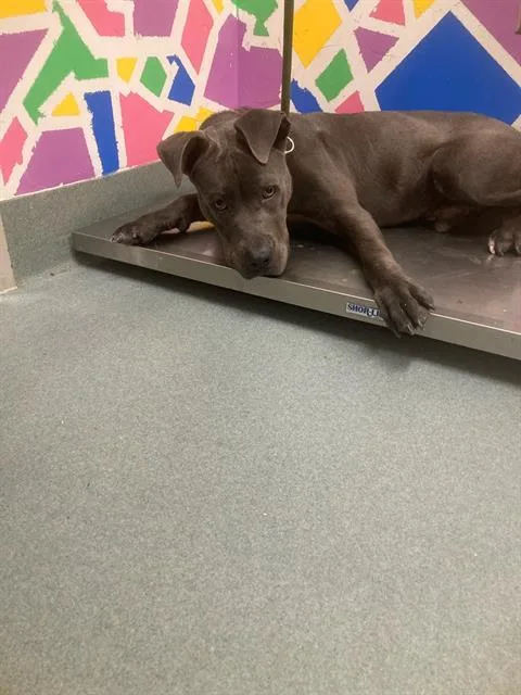 Julius