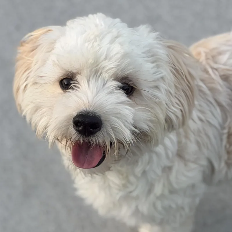 A baby small-sized male White / Cream Maltipoo dog named Mr. Smiley Martin for adoption in Ridgefield, WA