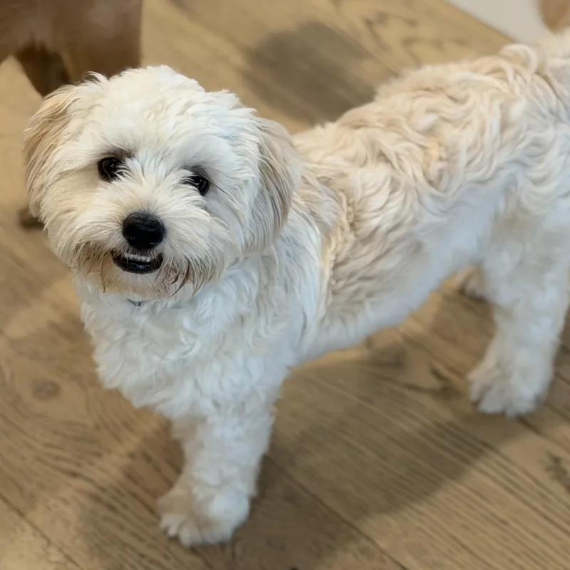 Mr. Smiley Martin thumbnail 3
