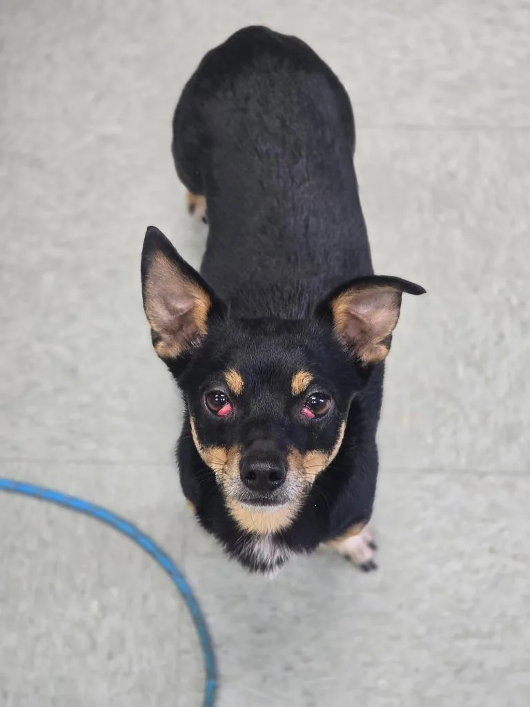 An adult medium-sized male Chihuahua dog named Pancho for adoption in Danielsville, GA