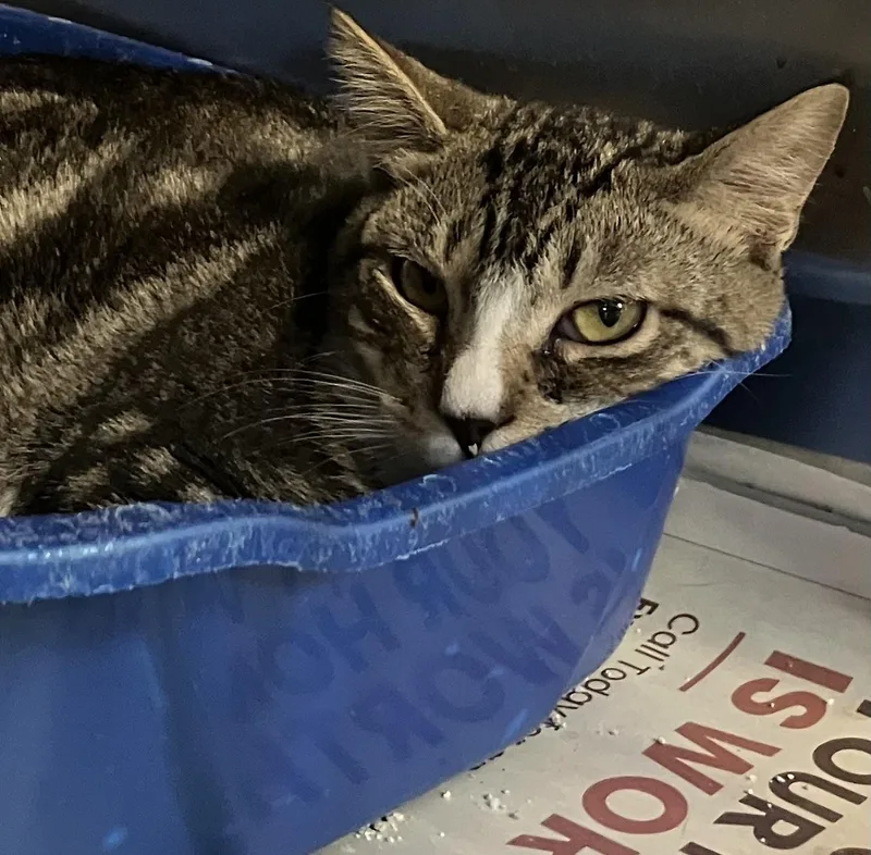 A baby medium-sized female Tabby (Buff / Tan / Fawn) Domestic Short Hair cat named Tippy for adoption in Parma, OH