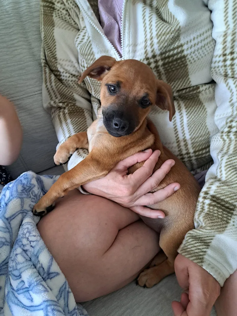 A baby small-sized male Brown / Chocolate Chihuahua dog named Zero for adoption in Ephrata, WA