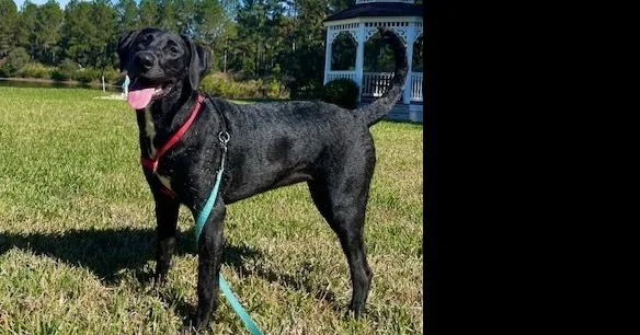 An adult large-sized female Tricolor (Brown, Black, & White) Labrador Retriever dog named Olive for adoption in Dacula, GA