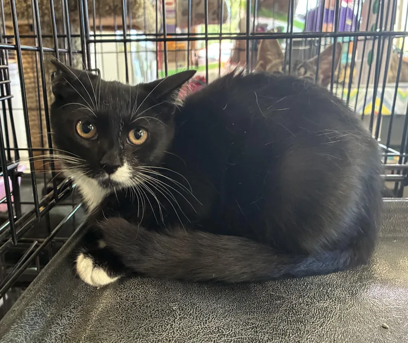 A baby medium-sized female Black & White / Tuxedo Domestic Short Hair cat named Rhonda for adoption in Breinigsville, PA