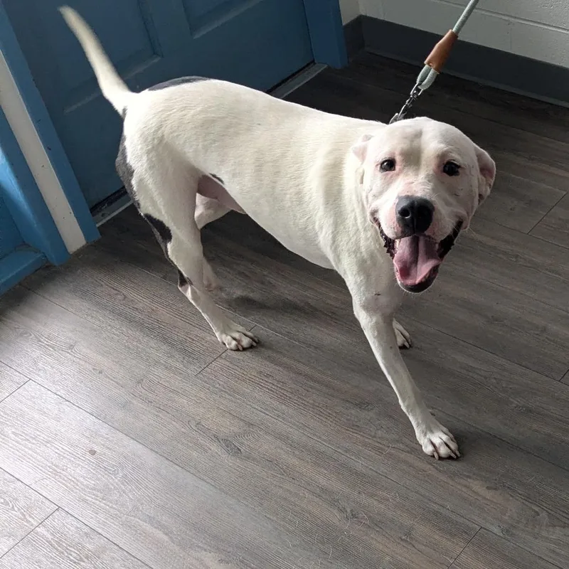 An adult medium-sized male White / Cream Pit Bull Terrier dog named Nico for adoption in Danville, KY