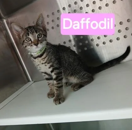 A young medium-sized female Domestic Short Hair cat named Daffodil for adoption in Kansas City, MO