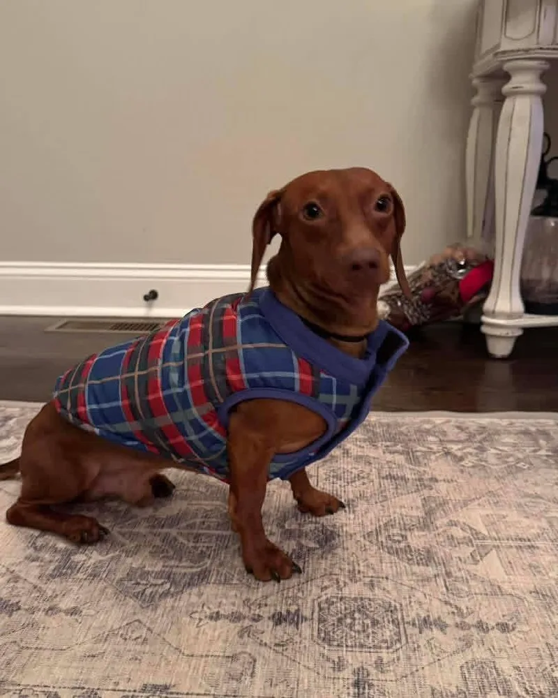A young small-sized male Red / Chestnut / Orange Dachshund dog named Red for adoption in Cookeville, TN
