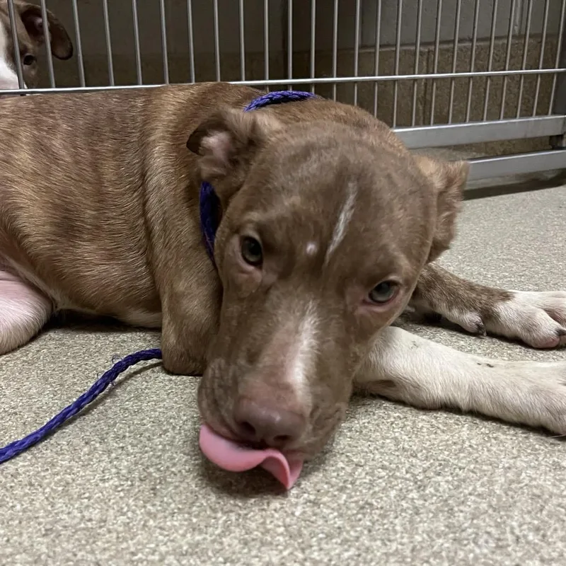A baby medium-sized female Mixed Breed dog named Angelica for adoption in Bristol, IN