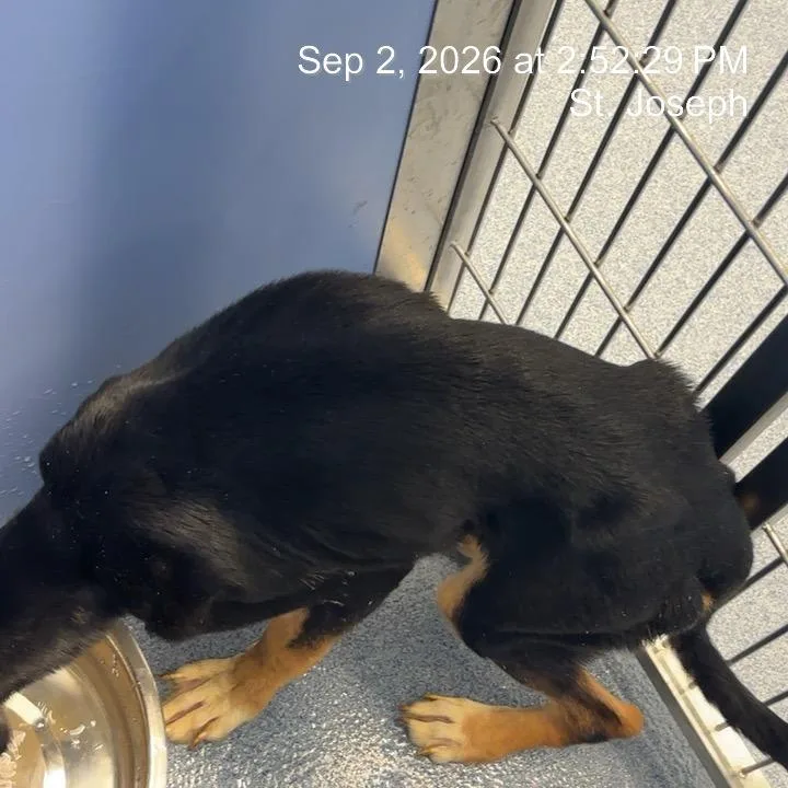 A young small-sized male Black Mixed Breed dog named Champion for adoption in St Joseph, MO
