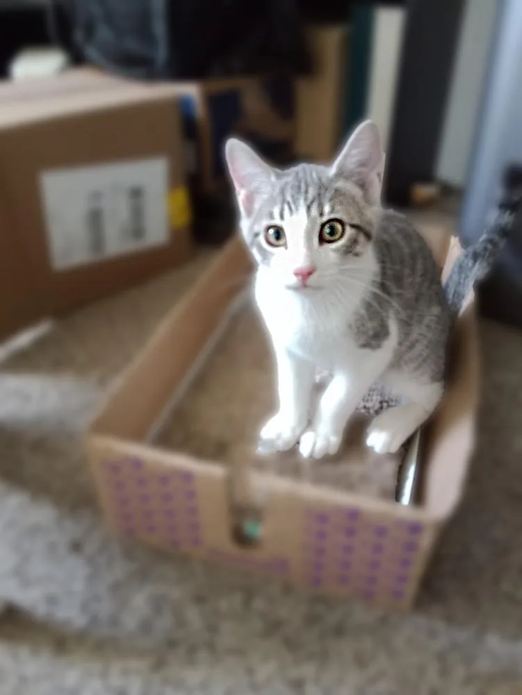 Porky Avery thumbnail 2