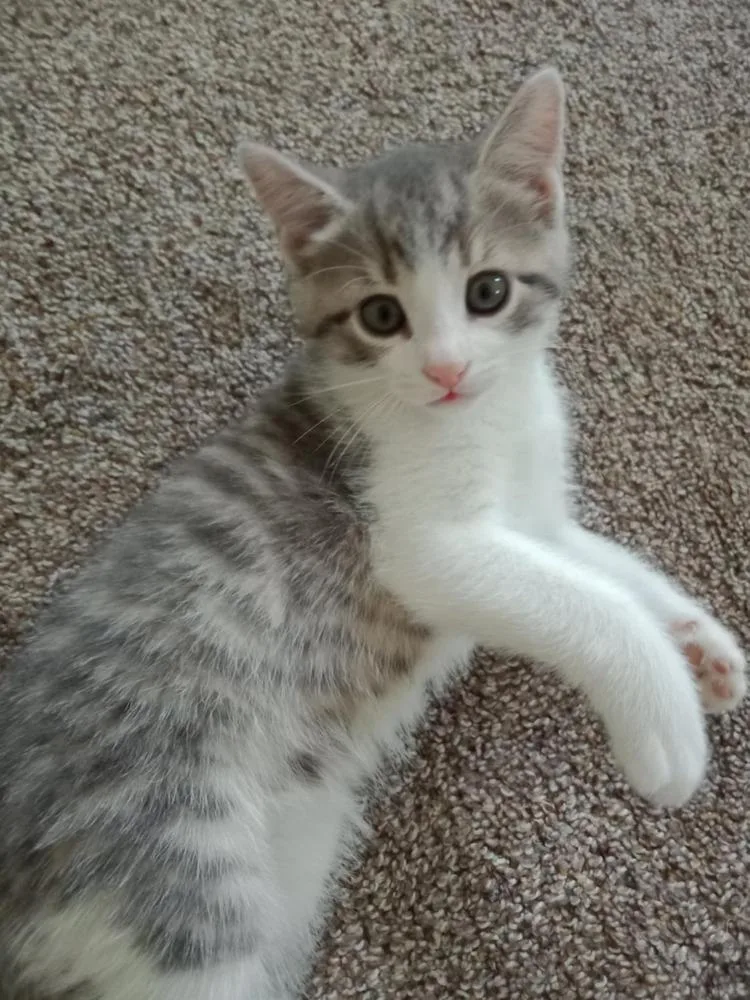 Porky Avery thumbnail 3