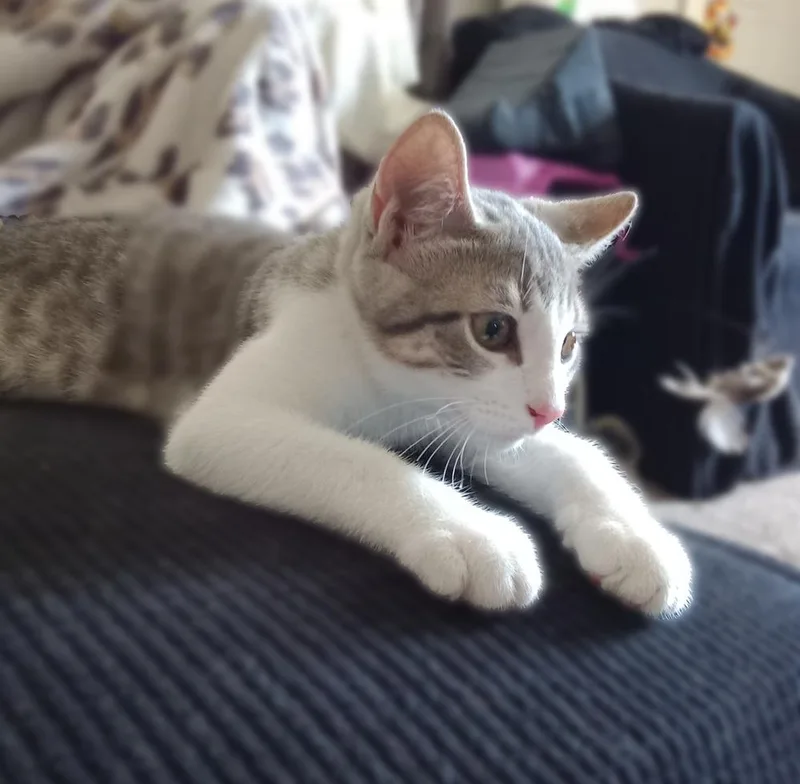 Porky Avery thumbnail 4