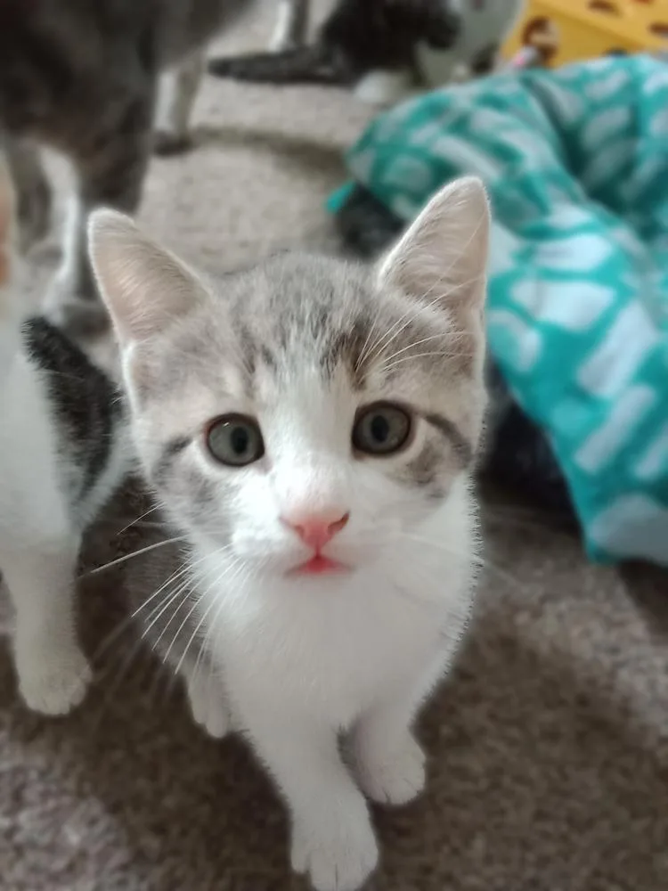 Porky Avery thumbnail 5