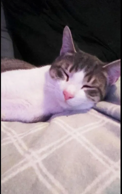 Porky Avery thumbnail 6