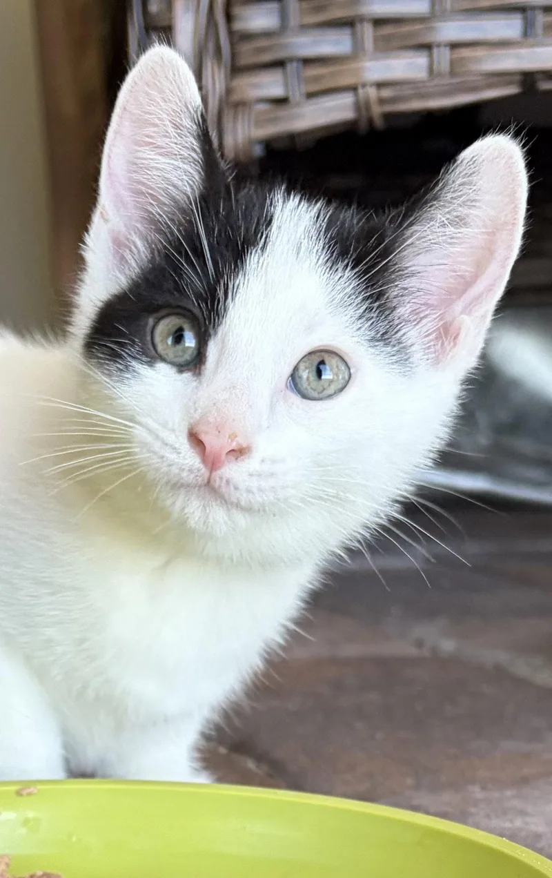 A young medium-sized male American Shorthair cat named Hamish for adoption in Orlando, FL