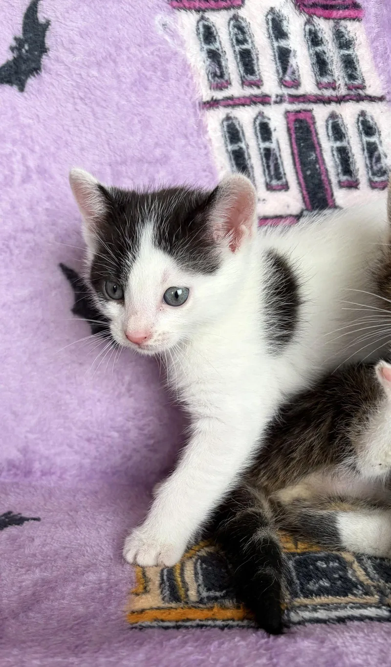 Hamish thumbnail 2