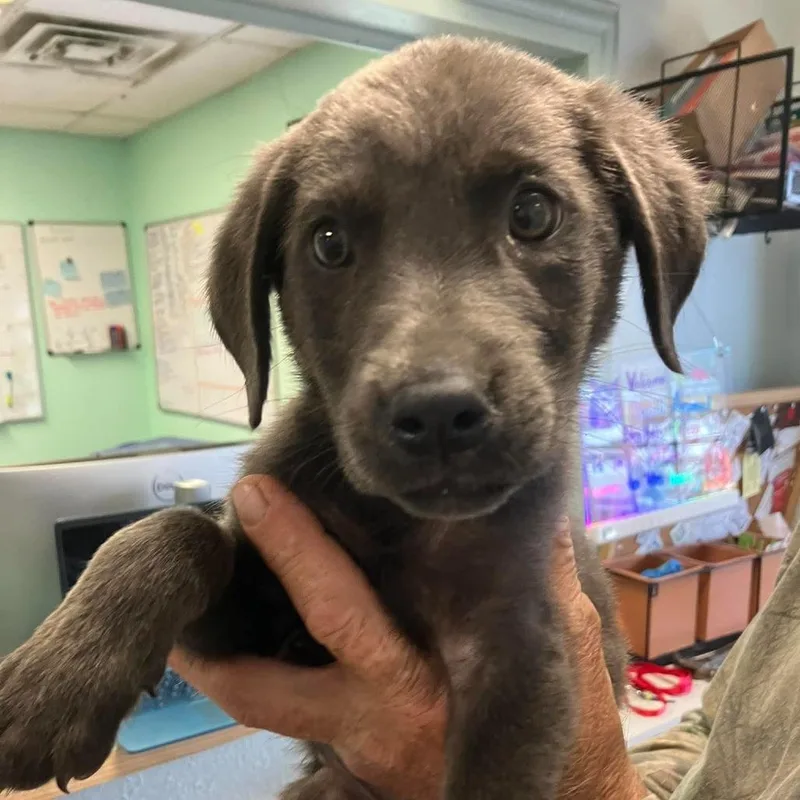 A baby small-sized female Gray / Blue / Silver Weimaraner dog named Silver for adoption in Madill, OK