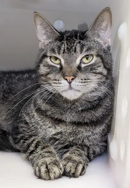 A senior large-sized male Domestic Short Hair cat named Halibut for adoption in Mason, MI