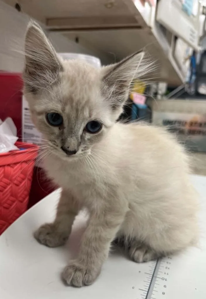 A baby small-sized female Siamese cat named Bippity for adoption in Lavonia, GA