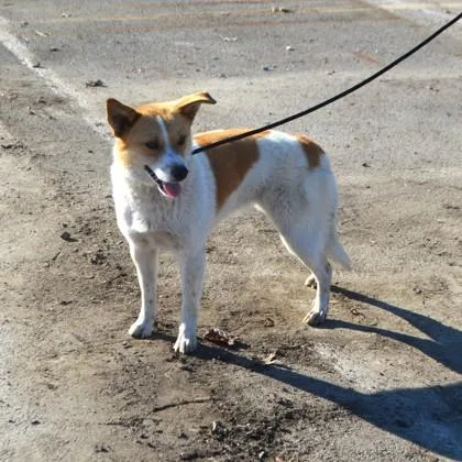 A young medium-sized female Shetland Sheepdog / Sheltie dog named Sis for adoption in Elk Grove Village, IL