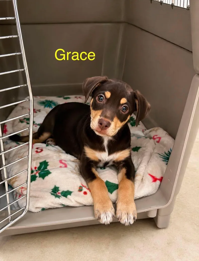 A baby small-sized female Chihuahua dog named Grace CS for adoption in Columbia, MD