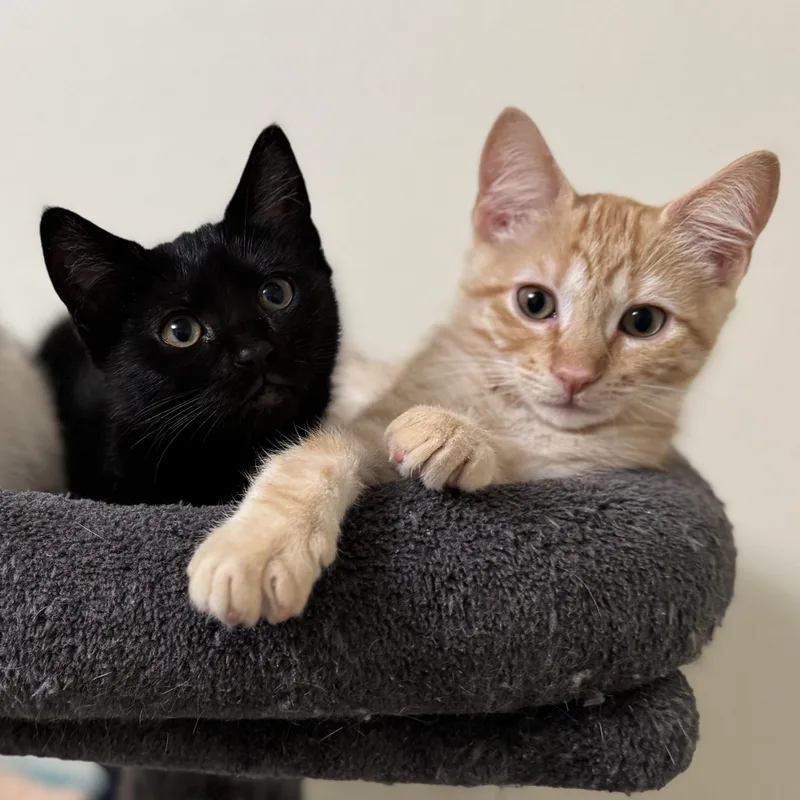 A baby medium-sized female Black Domestic Short Hair cat named Ebony & Maple for adoption in Springfield, OR